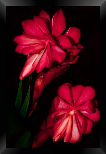 Two Red Ginger Flowers Framed Print by Karen Martin