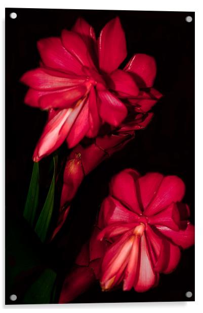 Two Red Ginger Flowers Acrylic by Karen Martin