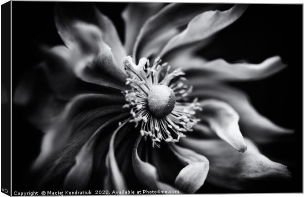 Black and white anemone flower  Canvas Print by Maciej Kondratiuk