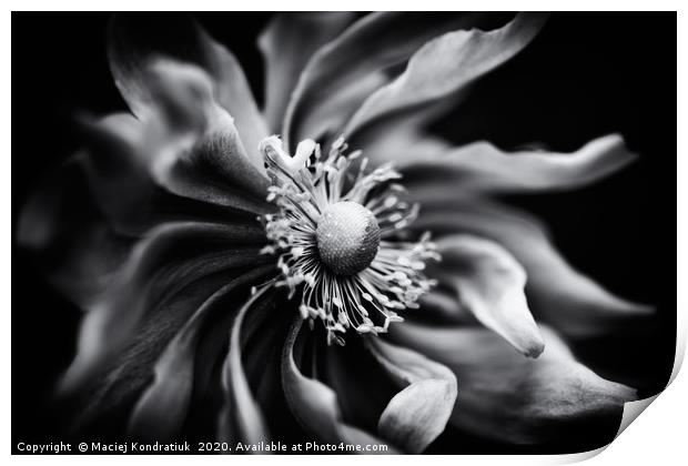 Black and white anemone flower  Print by Maciej Kondratiuk