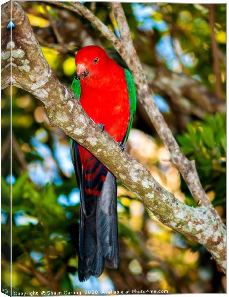 Male King Parrot Canvas Print by Shaun Carling