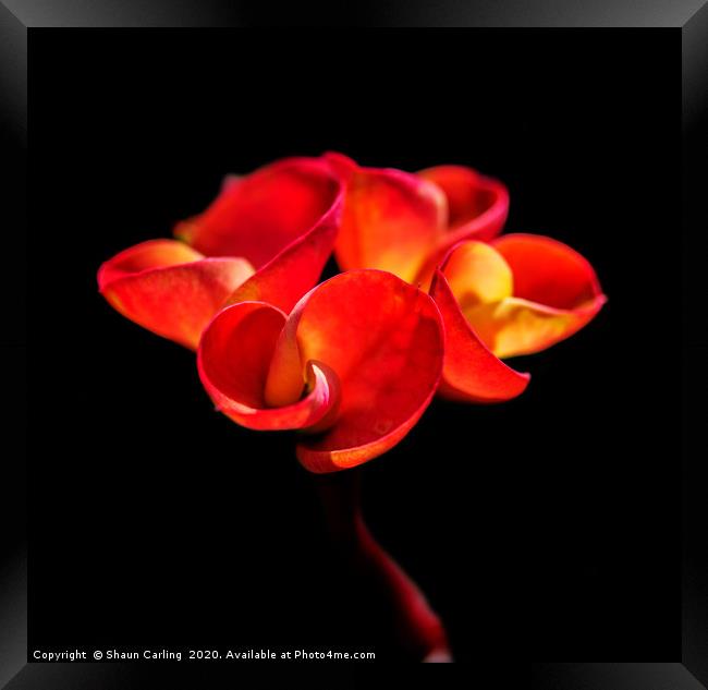 Red Flower Framed Print by Shaun Carling
