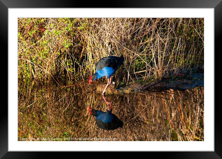 Moorhen Reflections Framed Mounted Print by Shaun Carling
