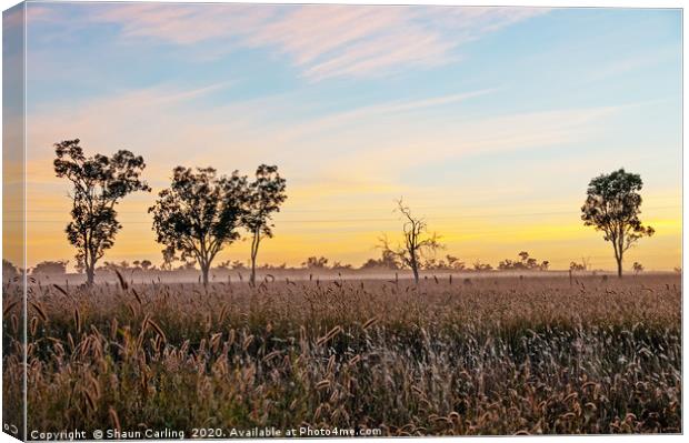 Misty Roma Grasslands Canvas Print by Shaun Carling