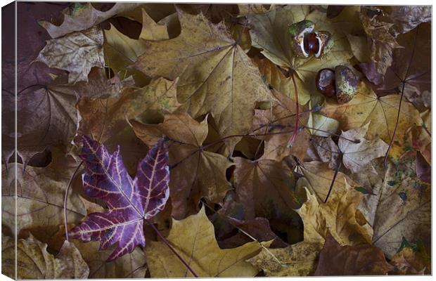 Autumn Leaves Canvas Print by Pam Martin