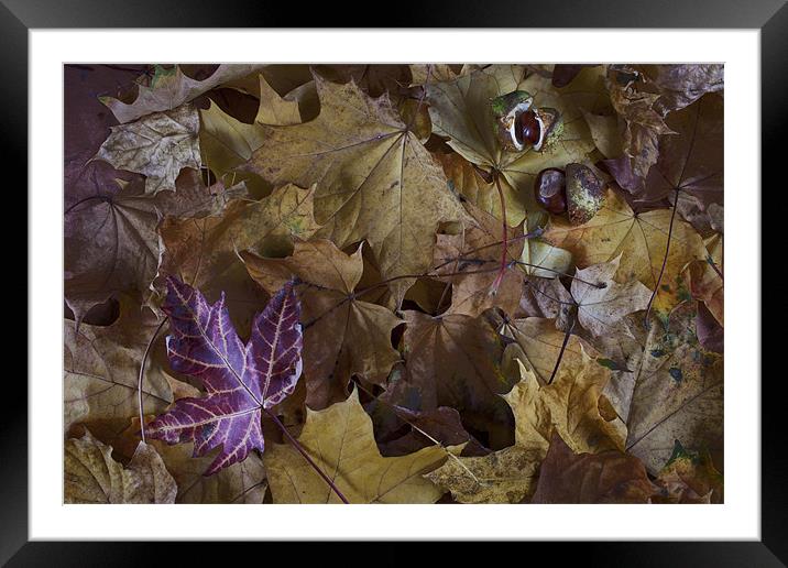 Autumn Leaves Framed Mounted Print by Pam Martin
