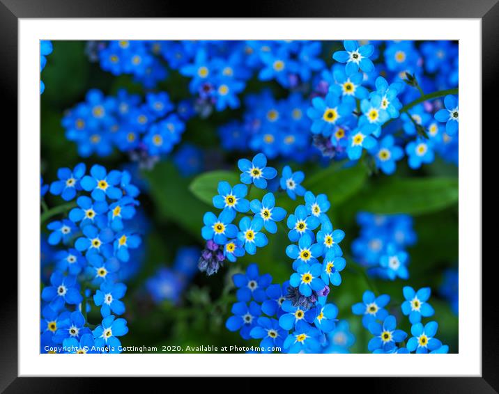 Forget-me-not Flowers Framed Mounted Print by Angela Cottingham