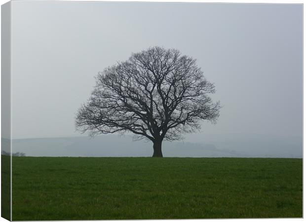 Solitary Tree Canvas Print by marie crisp