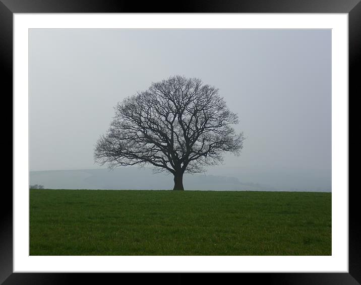 Solitary Tree Framed Mounted Print by marie crisp