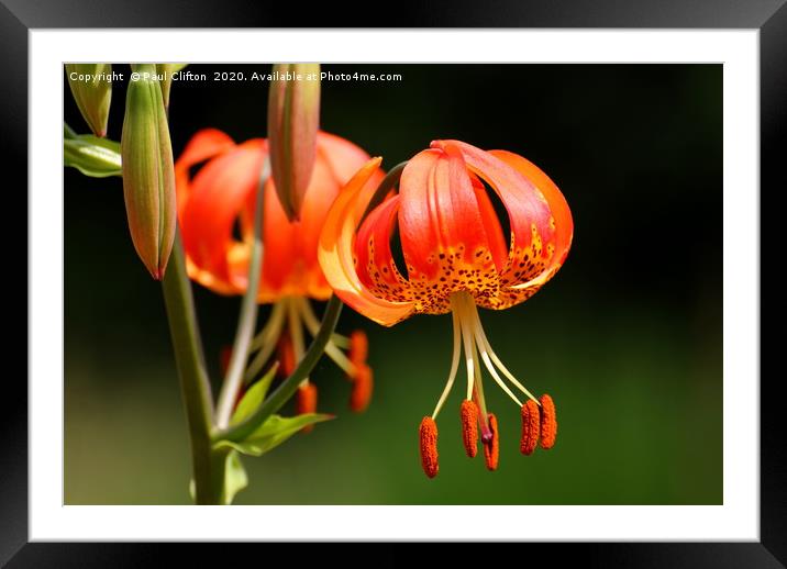Martagon lily Framed Mounted Print by Paul Clifton