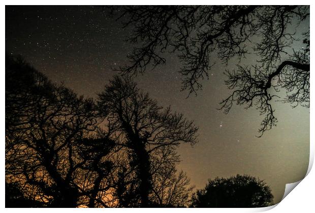 Night Sky Through Trees Print by Dave Bell