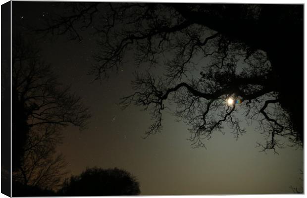 MOONLIGHT Canvas Print by Dave Bell