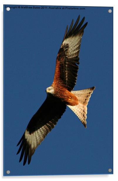 Red Kite Acrylic by Matthew Bates