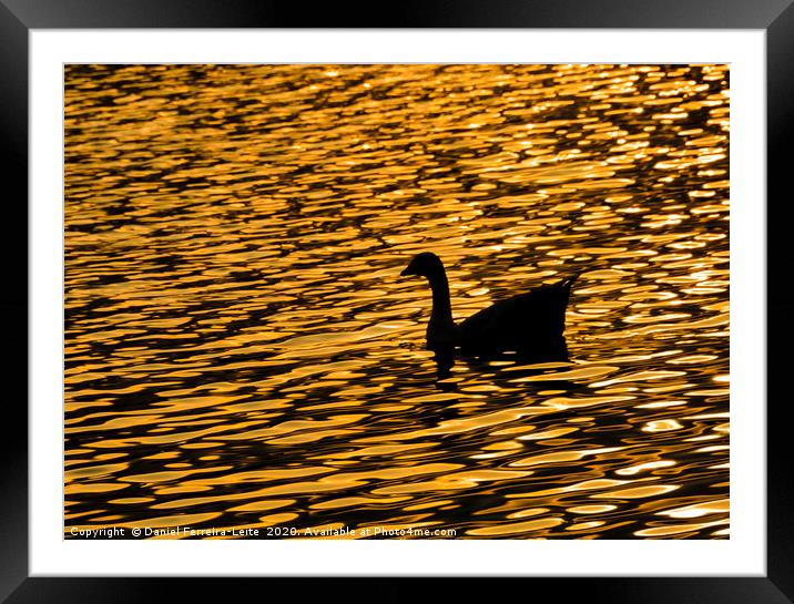 Duck at Artificial Lake, Samborondon, Ecuador Framed Mounted Print by Daniel Ferreira-Leite