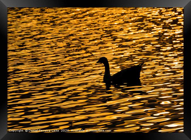 Duck at Artificial Lake, Samborondon, Ecuador Framed Print by Daniel Ferreira-Leite