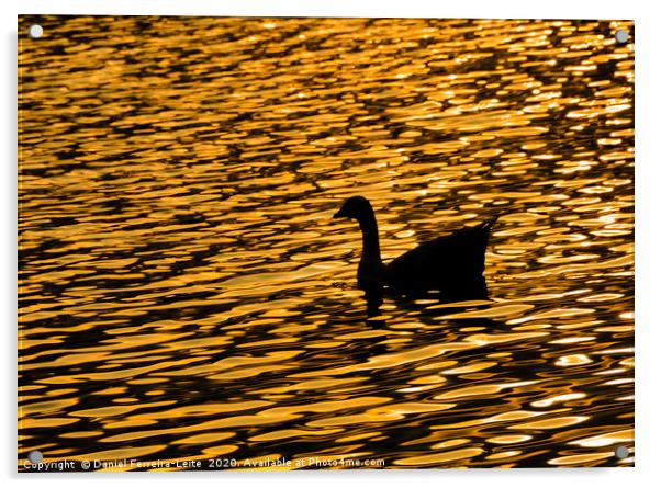 Duck at Artificial Lake, Samborondon, Ecuador Acrylic by Daniel Ferreira-Leite
