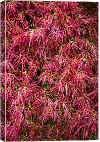 Red leaved Japanese Maple Canvas Print by Andrew Kearton