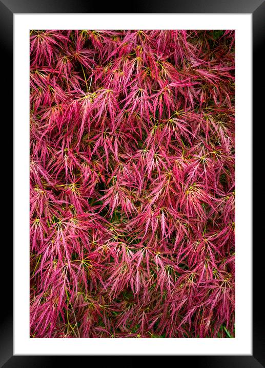 Red leaved Japanese Maple Framed Mounted Print by Andrew Kearton
