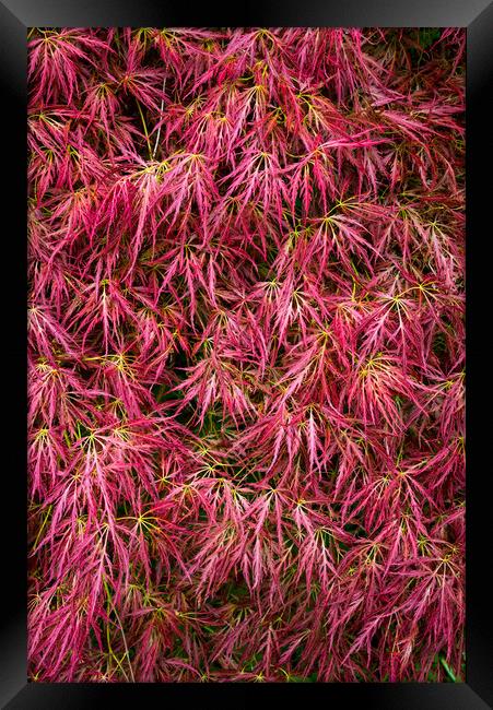 Red leaved Japanese Maple Framed Print by Andrew Kearton