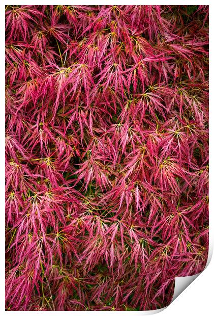 Red leaved Japanese Maple Print by Andrew Kearton