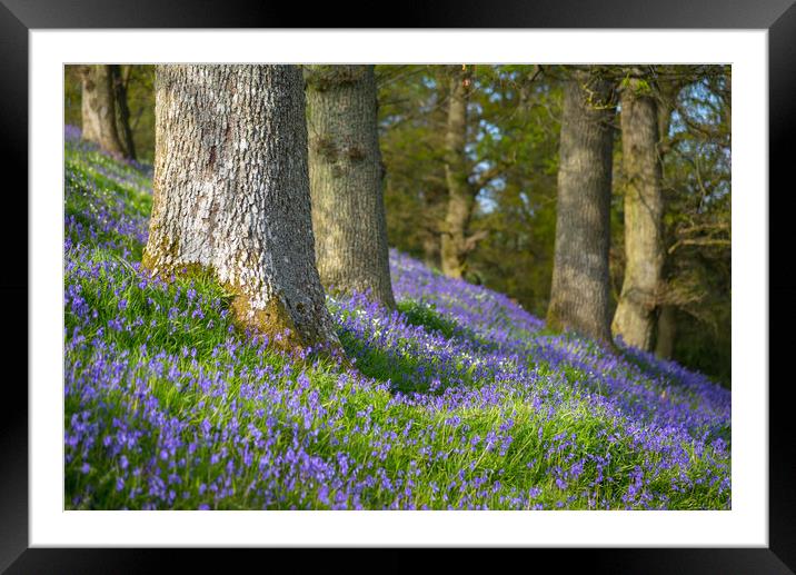 Bluebells flowering beneath Old Oak trees Framed Mounted Print by Andrew Kearton