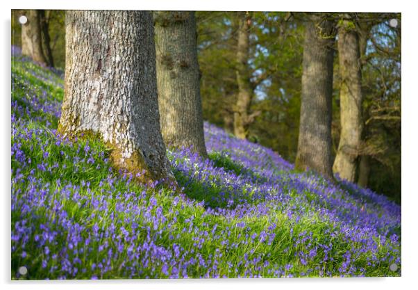 Bluebells flowering beneath Old Oak trees Acrylic by Andrew Kearton