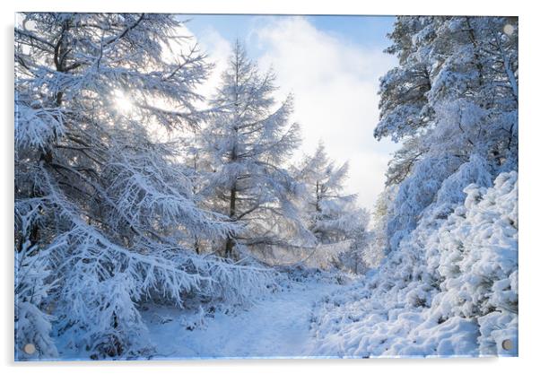 Path through snowy forest Acrylic by Andrew Kearton