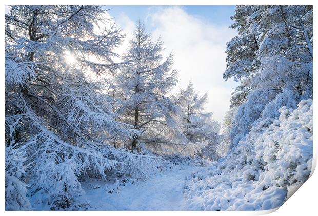 Path through snowy forest Print by Andrew Kearton