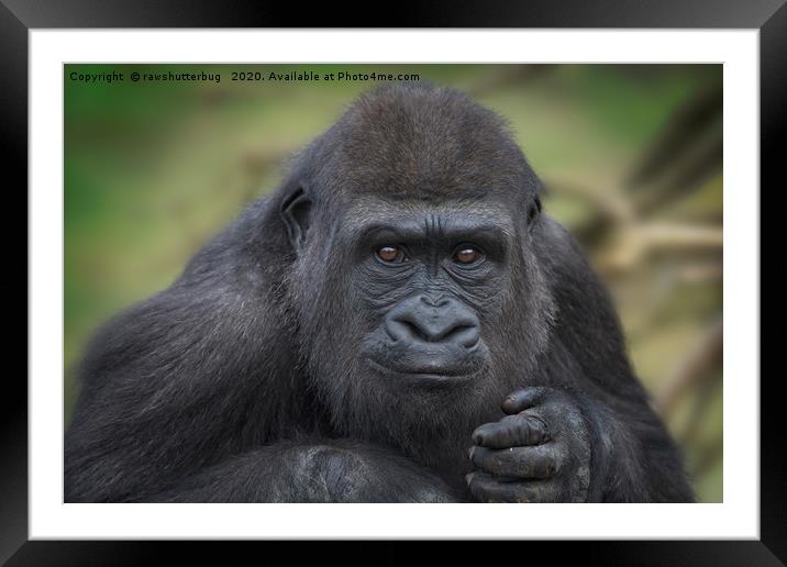 Gorilla Youngster Framed Mounted Print by rawshutterbug 