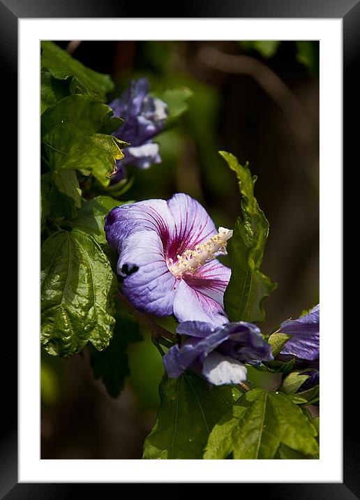 Hibiscus Framed Mounted Print by Brian Beckett