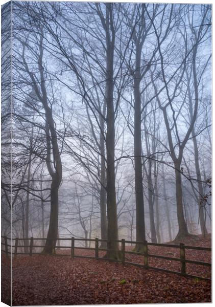 Beech trees in the mist Canvas Print by Andrew Kearton