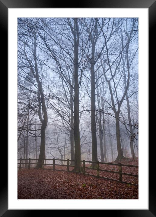 Beech trees in the mist Framed Mounted Print by Andrew Kearton