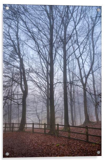 Beech trees in the mist Acrylic by Andrew Kearton
