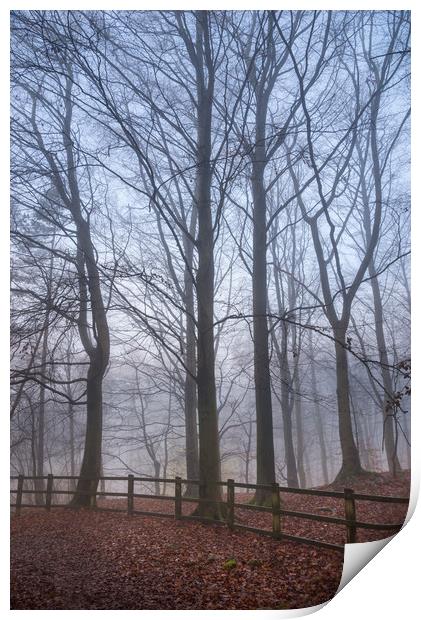 Beech trees in the mist Print by Andrew Kearton
