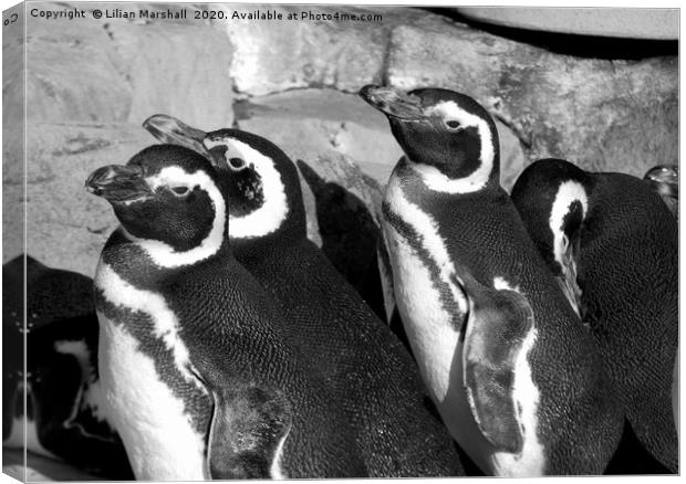 Magellanic Penguins at Blackpool Zoo Canvas Print by Lilian Marshall