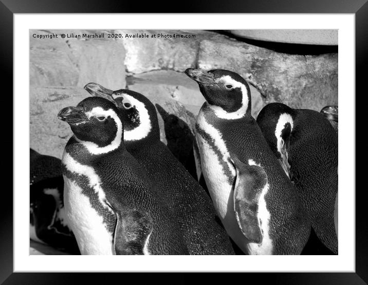Magellanic Penguins at Blackpool Zoo Framed Mounted Print by Lilian Marshall
