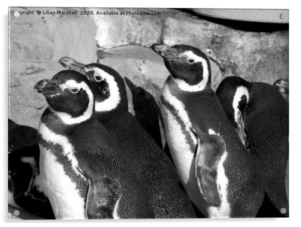 Magellanic Penguins at Blackpool Zoo Acrylic by Lilian Marshall