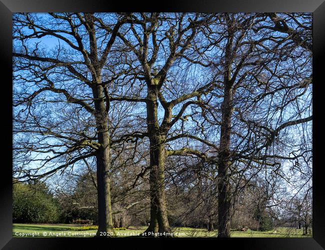 Three Winter Trees Framed Print by Angela Cottingham