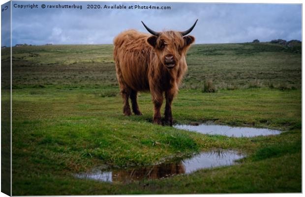 Highland Cow By The Water Puddle Canvas Print by rawshutterbug 