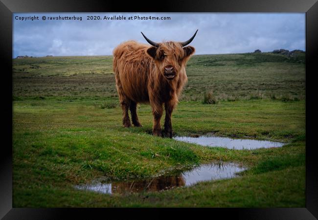 Highland Cow By The Water Puddle Framed Print by rawshutterbug 
