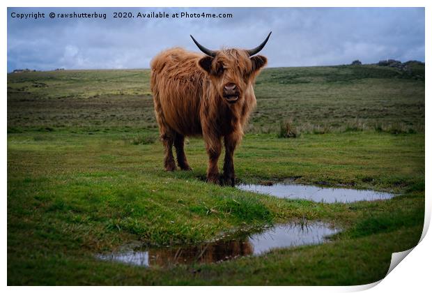 Highland Cow By The Water Puddle Print by rawshutterbug 