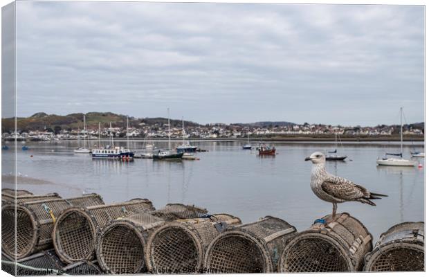 Young Gull Canvas Print by Mike Hughes