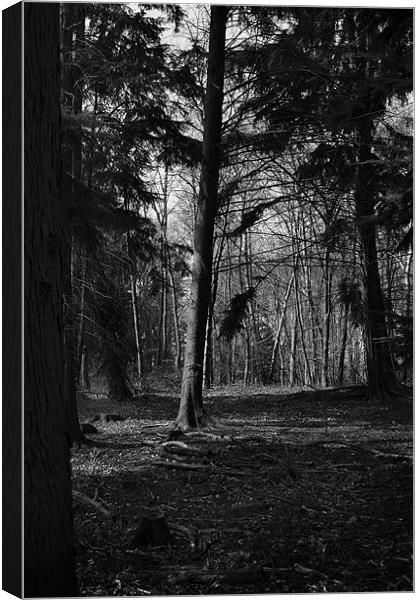 Sulham Woods Canvas Print by Pam Martin