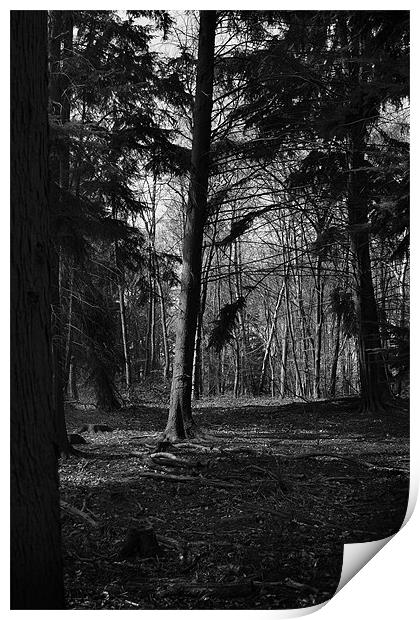 Sulham Woods Print by Pam Martin