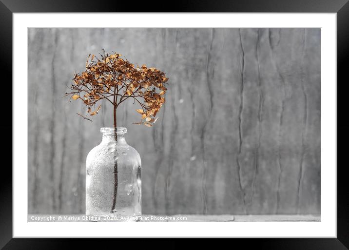 Dry hydrangea flower in a vase  Framed Mounted Print by Mariya Obidina