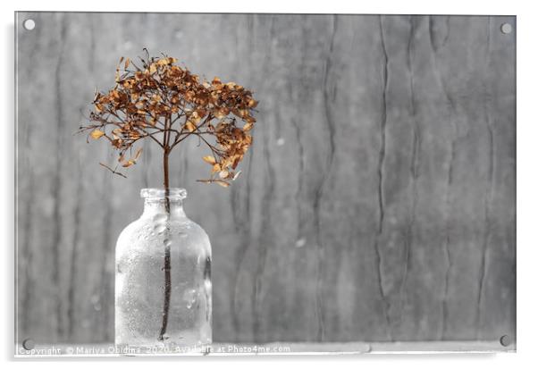 Dry hydrangea flower in a vase  Acrylic by Mariya Obidina