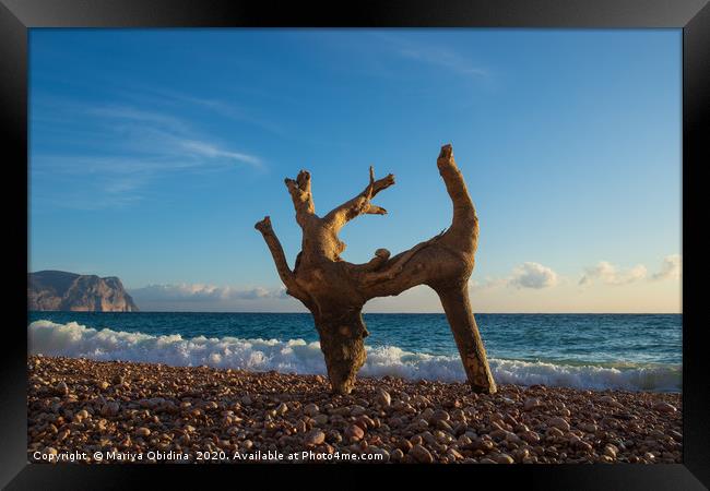 A dry tree on the beach looks like a dancing deer. Framed Print by Mariya Obidina