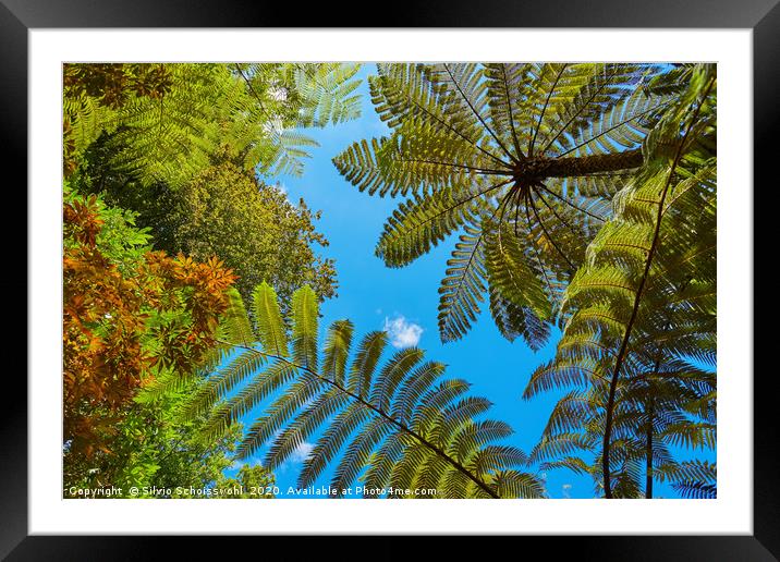 Treeferns from New Zealand Framed Mounted Print by Silvio Schoisswohl