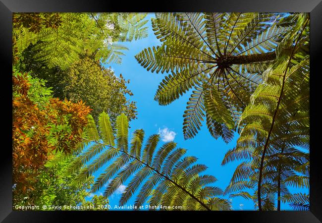 Treeferns from New Zealand Framed Print by Silvio Schoisswohl