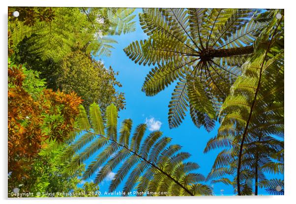 Treeferns from New Zealand Acrylic by Silvio Schoisswohl